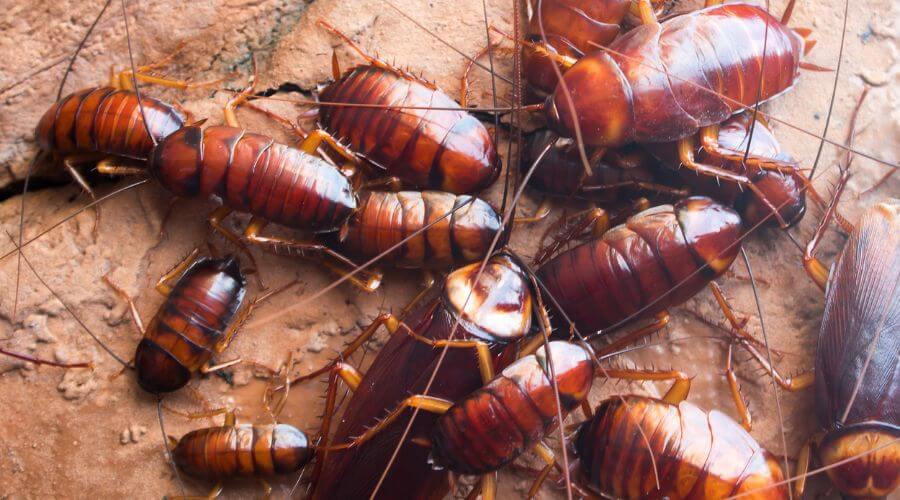 Professional Pest Control Services services in Middletown